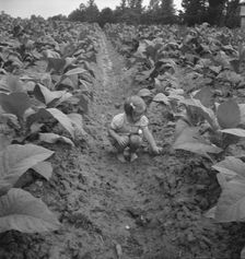 Possibly: Children helping father, tobacco sharecropper..., Person County, North Carolina, 1939. Creator: Dorothea Lange