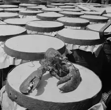 Possibly: A large lobster brought in by the New England fishing boat Fulton..., New York, 1943. Creator: Gordon Parks