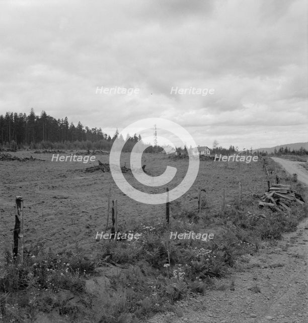 Possibly: Another cut-over farm located across the road from..., Michigan Hill, Washington, 1939. Creator: Dorothea Lange.