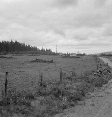 Possibly: Another cut-over farm located across the road from..., Michigan Hill, Washington, 1939. Creator: Dorothea Lange