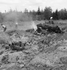 Possibly: After bulldozer has taken out and piled the heavy..., Michigan Hill, Thurston County, 1939 Creator: Dorothea Lange