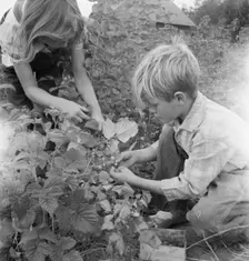 Possibly: Arnold children picking raspberries in the new berry..., Michigan Hill, Washington, 1939. Creator: Dorothea Lange