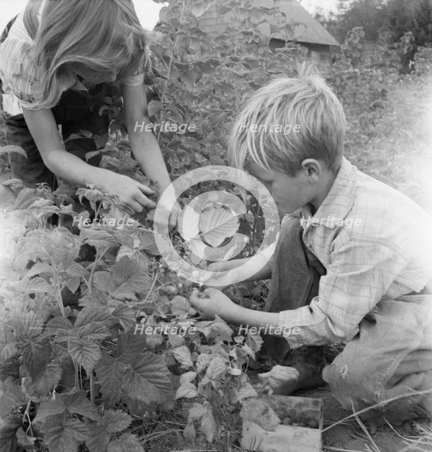 Possibly: Arnold children picking raspberries in the new berry..., Michigan Hill, Washington, 1939. Creator: Dorothea Lange.