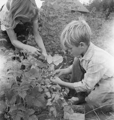 Possibly: Arnold children picking raspberries in the new berry..., Michigan Hill, Washington, 1939. Creator: Dorothea Lange