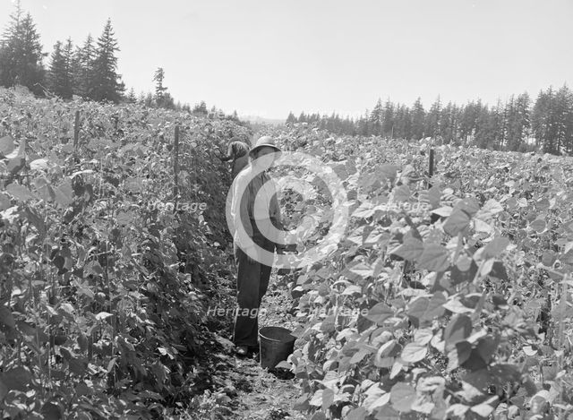 Possibly: Bean pickers at harvest time, near West Stayton, Marion County, Oregon, 1939. Creator: Dorothea Lange.