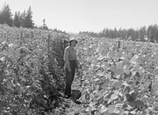 Possibly: Bean pickers at harvest time, near West Stayton, Marion County, Oregon, 1939. Creator: Dorothea Lange