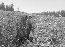 Possibly: Bean pickers at harvest time, near West Stayton, Marion County, Oregon, 1939. Creator: Dorothea Lange