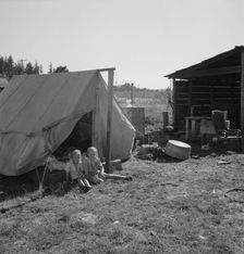 Possibly: Bean pickers camp in grower's yard, near West Stayton, Marion County, Oregon, 1939. Creator: Dorothea Lange