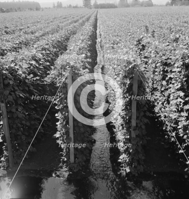 Possibly: Beanfield showing irrigation, near West Stayton, Marion County, Oregon, 1939. Creator: Dorothea Lange.