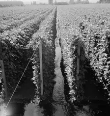 Possibly: Beanfield showing irrigation, near West Stayton, Marion County, Oregon, 1939. Creator: Dorothea Lange