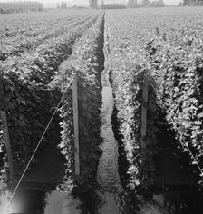 Possibly: Beanfield showing irrigation, near West Stayton, Marion County, Oregon, 1939. Creator: Dorothea Lange
