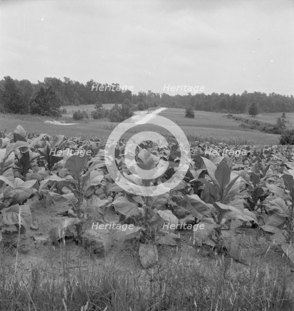 Possibly: Bright cigarette tobacco growing in..., near Upchurch, North Carolina, 1939. Creator: Dorothea Lange.