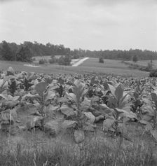 Possibly: Bright cigarette tobacco growing in..., near Upchurch, North Carolina, 1939. Creator: Dorothea Lange