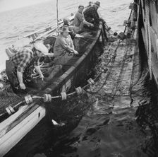 Possibly: Gloucester fishermen pulling in their nets to bring..., Gloucester, Massachusetts, 1943. Creator: Gordon Parks