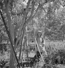 Possibly: Dumping full sack of picked pears to lug box..., Yakima Valley, Wahington, 1939. Creator: Dorothea Lange