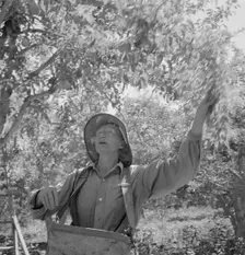 Possibly: Dumping full sack of picked pears to lug box..., Yakima Valley, Wahington, 1939. Creator: Dorothea Lange
