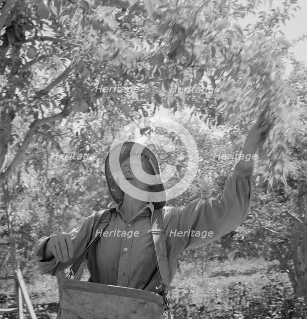 Possibly: Dumping full sack of picked pears to lug box..., Yakima Valley, Wahington, 1939. Creator: Dorothea Lange.