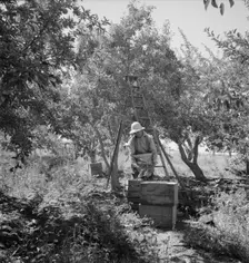 Possibly: Dumping full sack of picked pears to lug box..., Yakima Valley, Wahington, 1939. Creator: Dorothea Lange