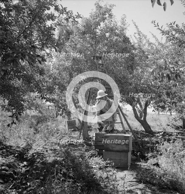 Possibly: Dumping full sack of picked pears to lug box..., Yakima Valley, Wahington, 1939. Creator: Dorothea Lange.