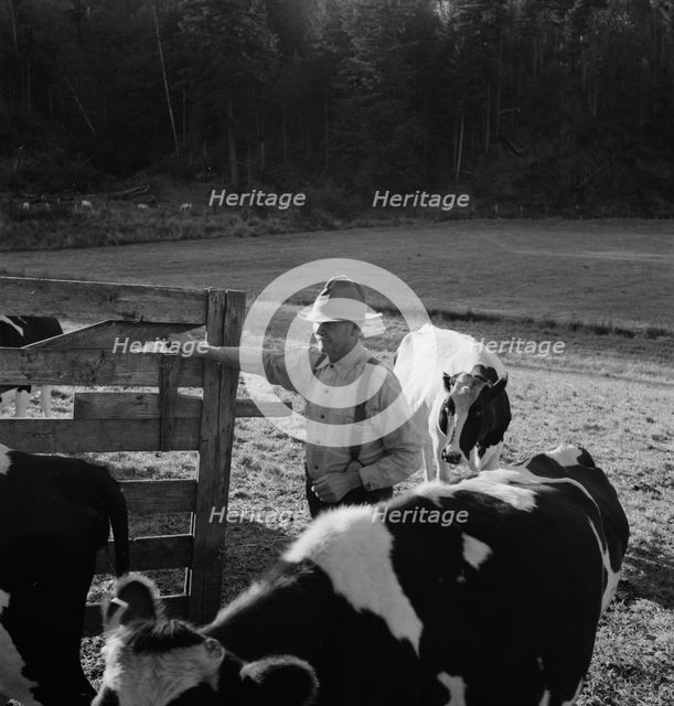 Possibly: Farmer brings his team up from..., near Centralia, Lewis County, Western Washington, 1939. Creator: Dorothea Lange.