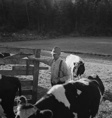 Possibly: Farmer brings his team up from..., near Centralia, Lewis County, Western Washington, 1939. Creator: Dorothea Lange