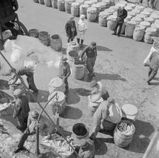 Possibly: Fulton fish market dock stevedores unloading and weighing fish in the..., New York, 1943. Creator: Gordon Parks