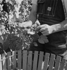 Possibly: Hop picker, once Nebraska farm owner, near Independence, Polk County, Oregon, 1939. Creator: Dorothea Lange