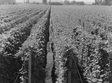 Possibly: Hop yard on ranch of M. Rivard in French-Canadian..., Yakima Valley, Washington, 1939. Creator: Dorothea Lange