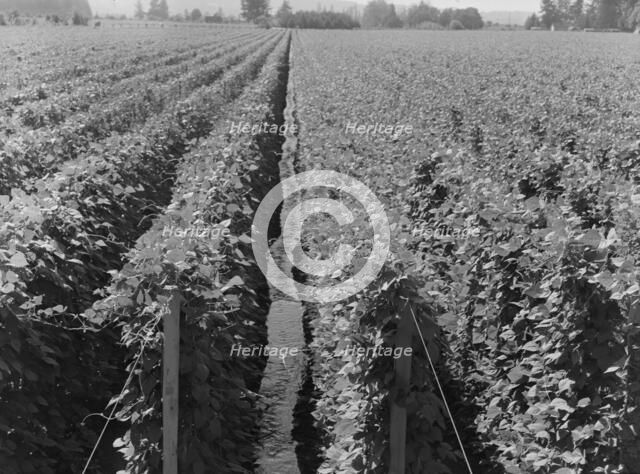 Possibly: Hop yard on ranch of M. Rivard in French-Canadian..., Yakima Valley, Washington, 1939. Creator: Dorothea Lange.