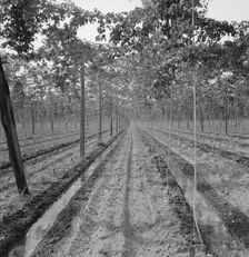 Possibly: Hop yard, shows poles, wires, irrigation ditch and hop..., Yakima Valley, Washington, 1939 Creator: Dorothea Lange