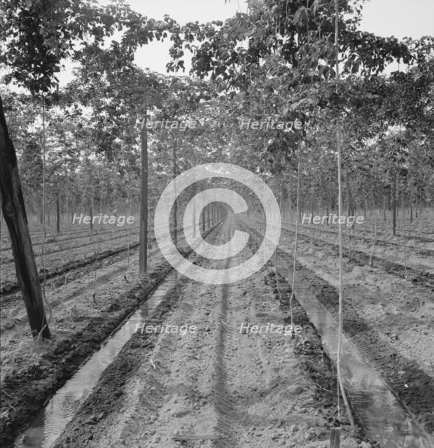 Possibly: Hop yard, shows poles, wires, irrigation ditch and hop..., Yakima Valley, Washington, 1939 Creator: Dorothea Lange.