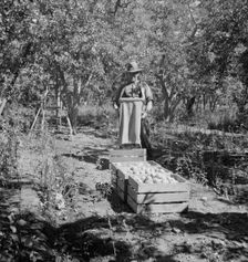 Possibly: Harvesting pears, Pleasant Hill Orchards, Yakima Valley, Washington, 1939. Creator: Dorothea Lange