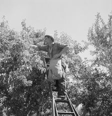 Possibly: Harvesting pears, Pleasant Hill Orchards, Yakima Valley, Washington, 1939. Creator: Dorothea Lange