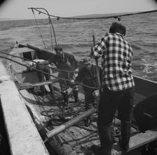 Possibly: On board the fleshing boat Alden, out of Gloucester, Massachusetts, 1943. Creator: Gordon Parks
