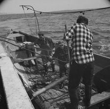 Possibly: On board the fleshing boat Alden, out of Gloucester, Massachusetts, 1943. Creator: Gordon Parks