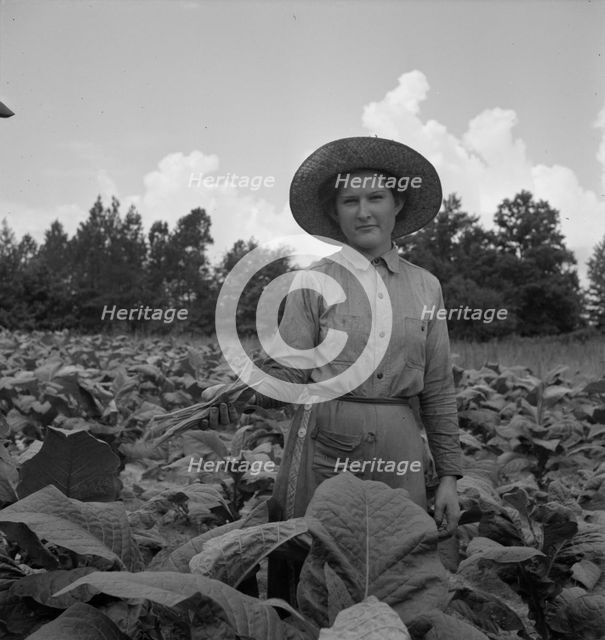 Possibly: Owner's daughter topping tobacco, Granville County, North Carolina, 1939. Creator: Dorothea Lange.