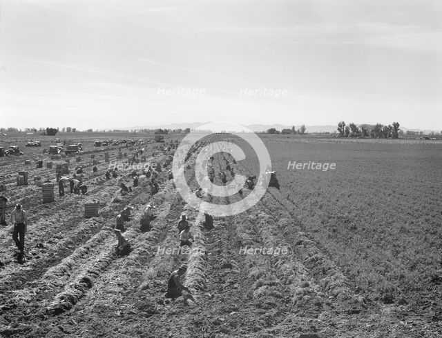 Possibly: Large scale agriculture, near Meloland, Imperial Valley, 1939. Creator: Dorothea Lange.