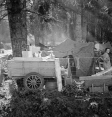 Possibly: Large private auto camp in woods..., near West Stayton, Marion County, Oregon, 1939. Creator: Dorothea Lange