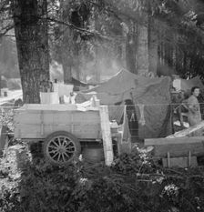 Possibly: Large private auto camp in woods..., near West Stayton, Marion County, Oregon, 1939. Creator: Dorothea Lange