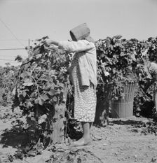 Possibly: Migratory field workers in hop field, near Independence, Oregon, 1939. Creator: Dorothea Lange