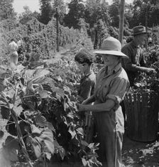 Possibly: Migratory field workers in hop field, near Independence, Oregon, 1939. Creator: Dorothea Lange