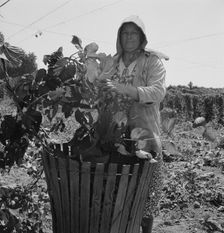 Possibly: Migratory field workers in hop field, near Independence, Oregon, 1939. Creator: Dorothea Lange