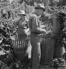 Possibly: Migratory field workers in hop field, near Independence, Oregon, 1939. Creator: Dorothea Lange