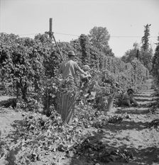 Possibly: Migratory field workers in hop field, Near Independence, Oregon, 1939. Creator: Dorothea Lange