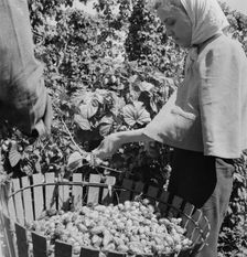 Possibly: Migratory field workers in hop field, Near Independence, Oregon, 1939. Creator: Dorothea Lange