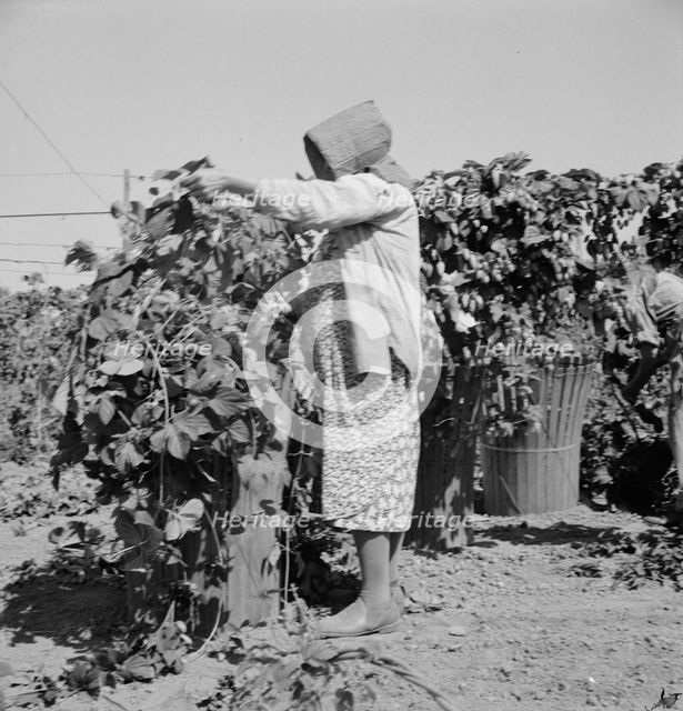 Possibly: Migratory field workers in hop field, near Independence, Oregon, 1939. Creator: Dorothea Lange.