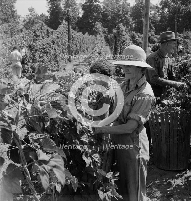 Possibly: Migratory field workers in hop field, near Independence, Oregon, 1939. Creator: Dorothea Lange.