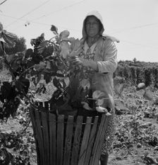Possibly: Migratory field workers in hop field, near Independence, Oregon, 1939. Creator: Dorothea Lange