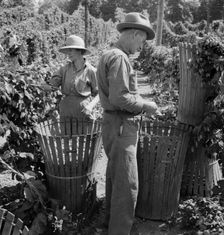 Possibly: Migratory field workers in hop field, near Independence, Oregon, 1939. Creator: Dorothea Lange