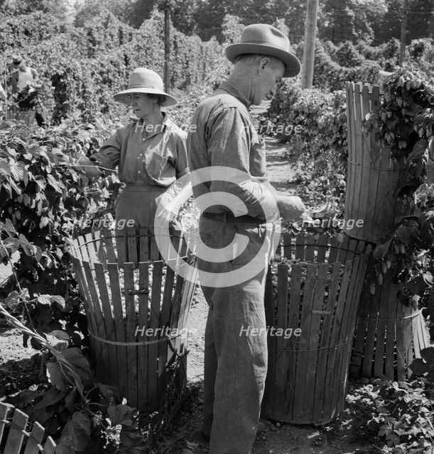 Possibly: Migratory field workers in hop field, near Independence, Oregon, 1939. Creator: Dorothea Lange.